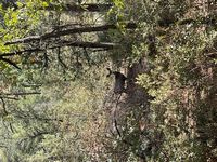 Deer in Long Fellow pasture