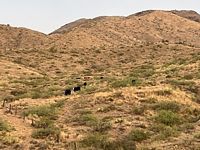 Horsethief Grazing Allotment