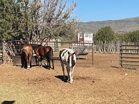 Horsethief Ranch Horses