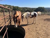 Horsesthief Ranch Horses