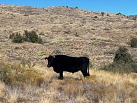 Mineral Pasture
