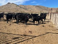 Wagyu Cattle