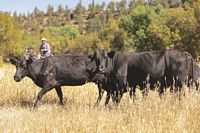 Cattle