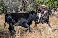 Ranch beef