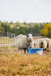 Sheep