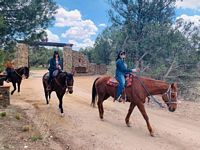 Horses enjoying Arizona