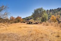 Meadow w more guests