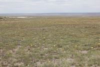 Flower on rangeland