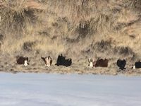 Range cows