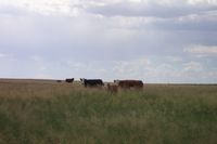 Range cows with grass