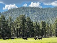 Meadows