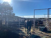 Shipping corrals