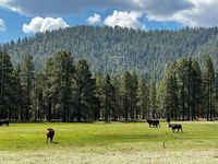 Meadows