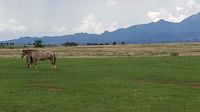 Pasture
