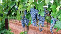 Vineyard Grapes