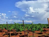 Vineyard and Mountains