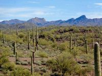 Beautiful Sonoran desert rangeland