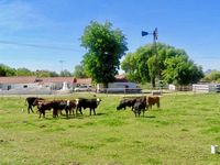 Cattle grazing irrigated pasture