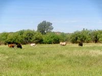 Cattle grazing on irrigated pasture at the headquarters