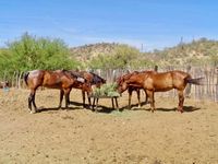 Ranch horses