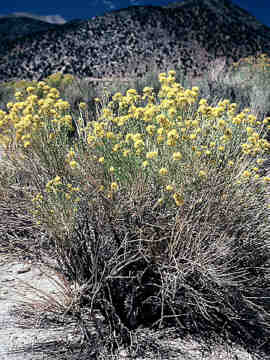 Silver Rabbit Brush Headquarters West Ltd.; Flying Diamond Ranch